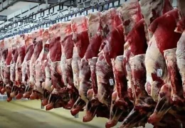 سازمان دامپزشکی: هیچ مجوزی برای کشتار و عرضه گوشت اسب، الاغ و قاطر صادر نشده / این موضوع در حد یک درخواست اولیه از سوی برخی اقلیت‌های دینی در تعدادی از استان‌ها مطرح شده