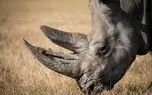 حمله ناگهانی کرگدن به خودروی گردشگران