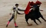 پرش وحشتناک گاو به جایگاه تماشاگران
