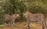 حمله کفتار به توله پلنگ روی درخت